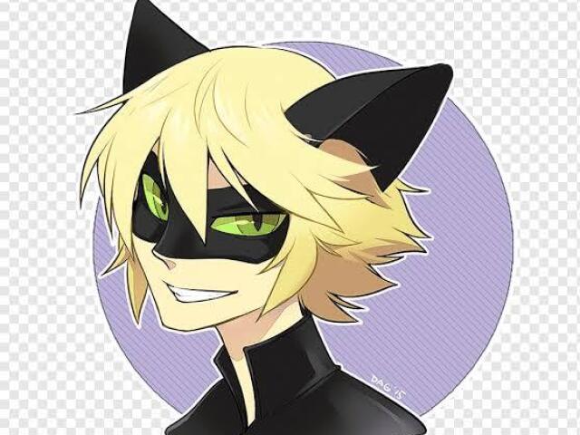 Cat noir