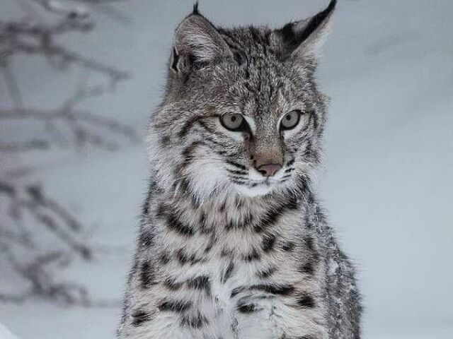 lince