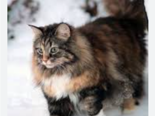 Maine coon