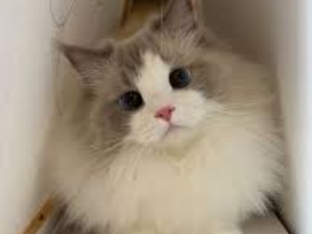 Ragdoll