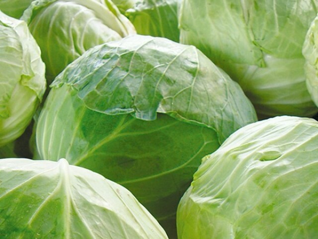 Cabbage
