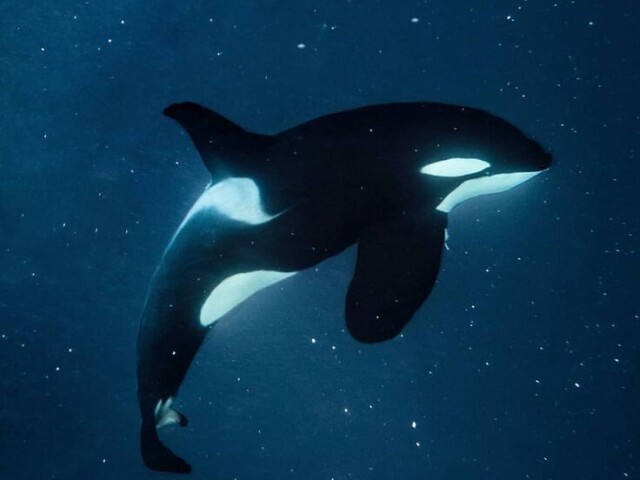 Orca