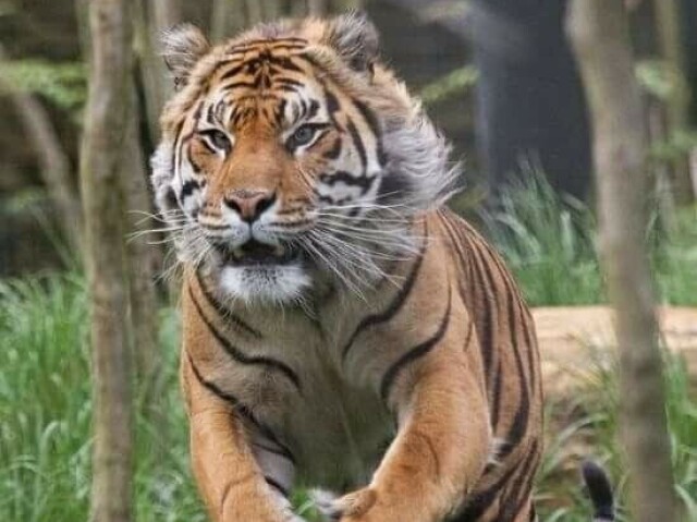 Tigre