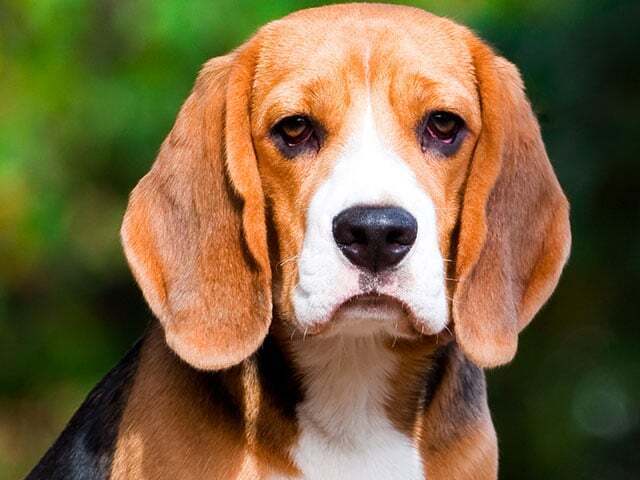 Beagle