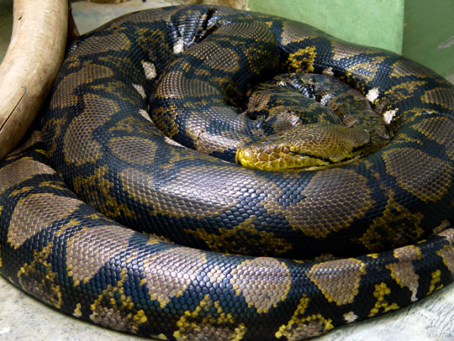 python reticulatos