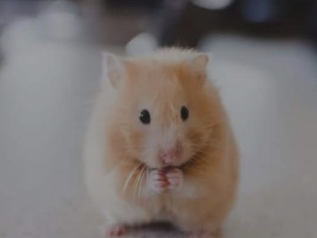 Hamster