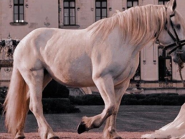 Nós fomos a cavalo sozinhos