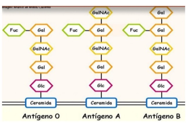 #Glc: glicose;
# Gal: galactose;
# GalNAc: N-acetilglucosamina;
# Fuc: fucose.