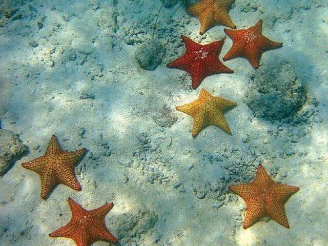 Estrela-do-mar :: ⭐¡! ❞