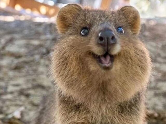 ↷ • 🐻 ┊Quokka (vulgo Han Jisung)