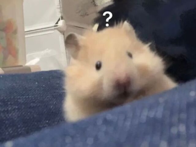 Hamster bonitinho !