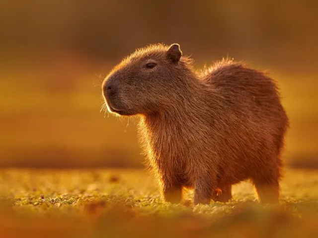 Capivara