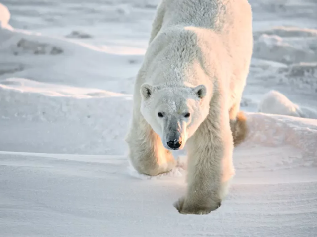 Urso polar