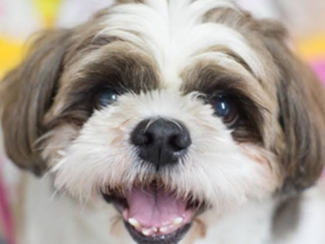 Shih Tzu