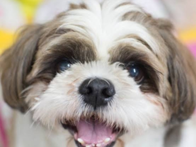 Shih Tzu