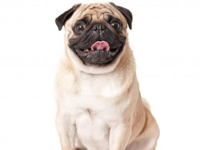 Pug