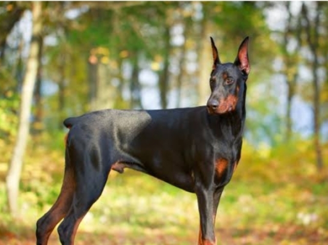 Doberman