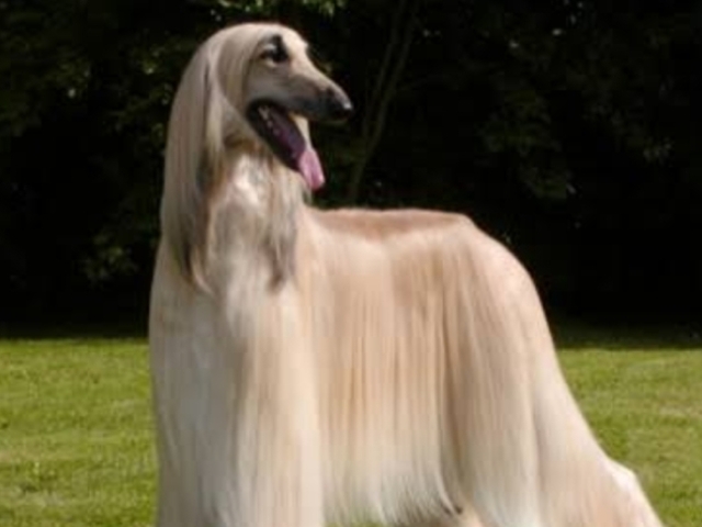 Afghan Hound