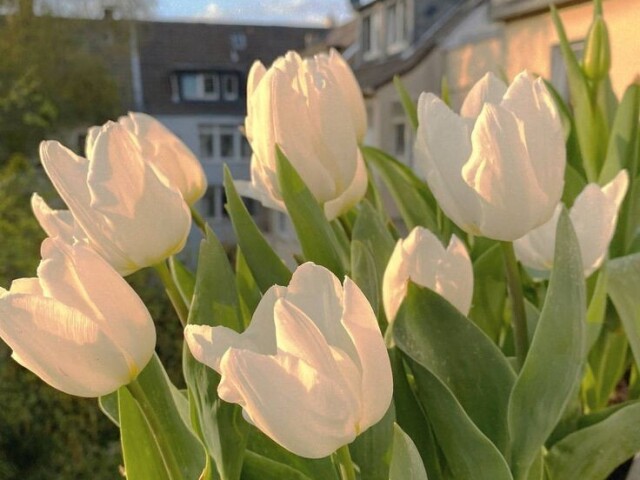 Tulipa