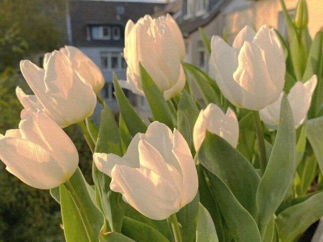 Tulipa