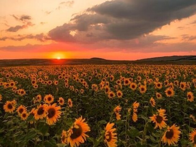 Campo ou lugar perto da natureza.