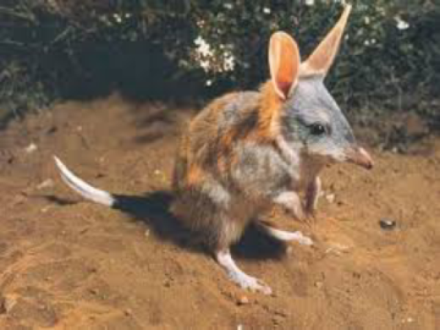 Marsupial