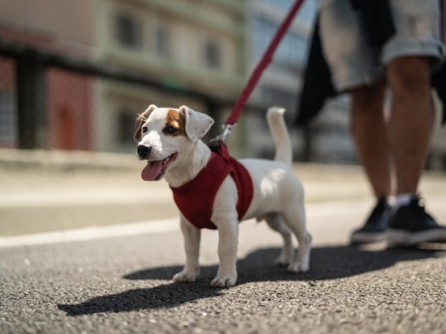 Levar para passear