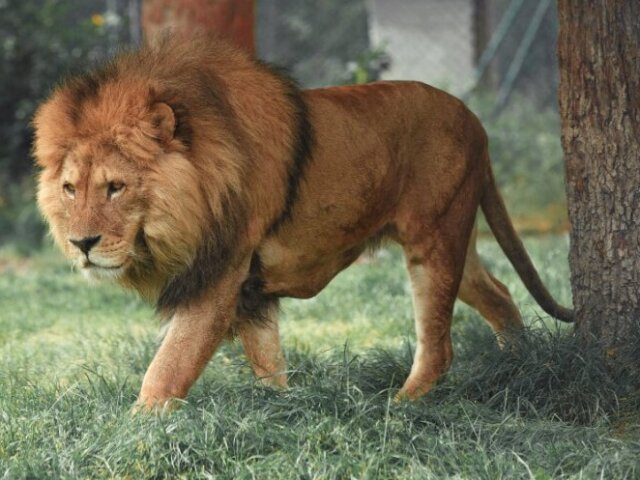 Leão 🦁