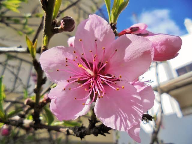 Flor de pessegueiro