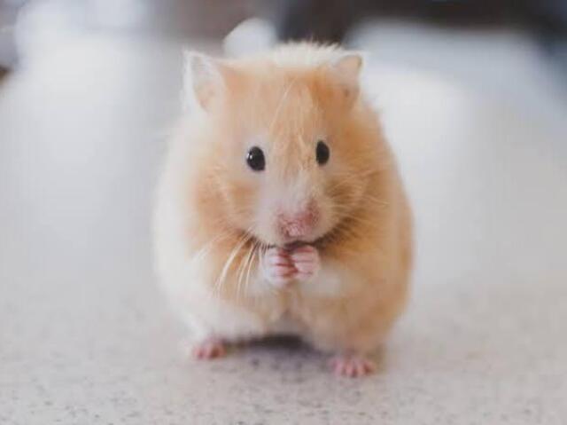 Hamster