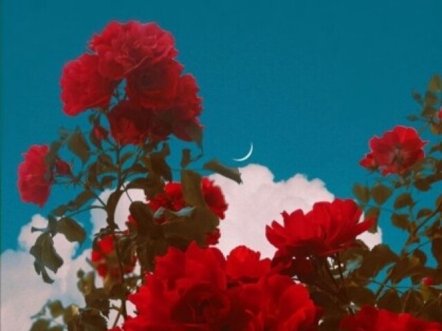 Vermelho ❤️🔥🍎🌹