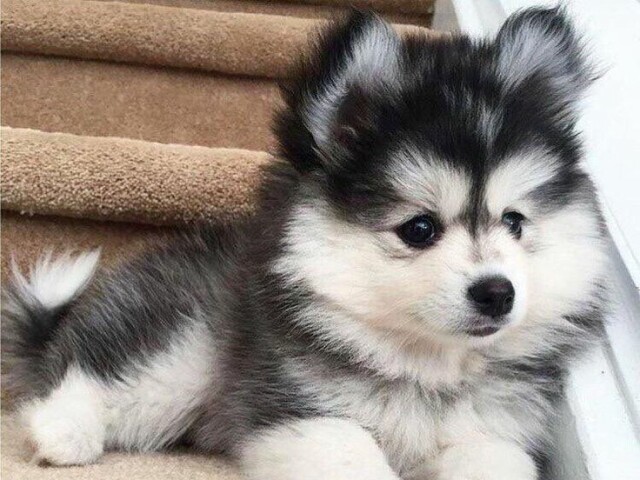 Esse husky 💕