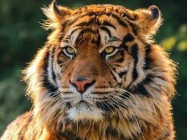 Tigre