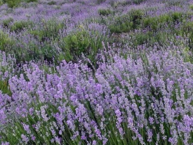 Lavanda